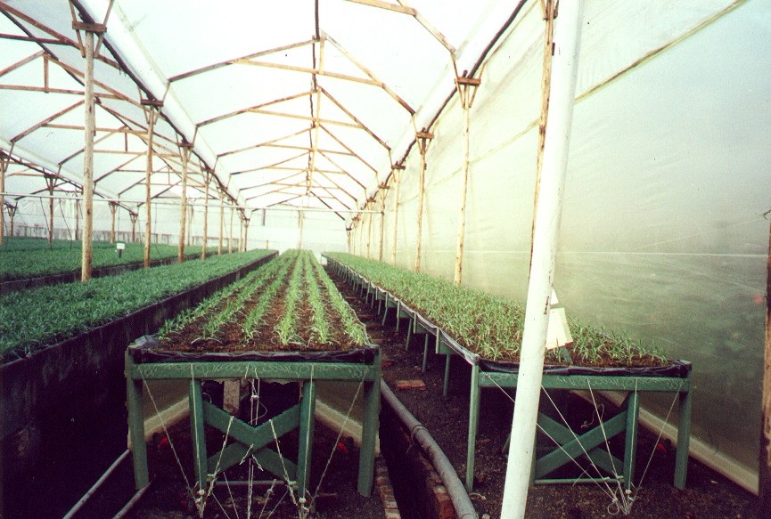 bancos de enraizamiento banco para enraizar y propagar flores clavel rosa esqueje brotes maderas plásticas maderplast para bancos de germinación de flores propagación de plantas vivas camas 006 bancos de enraizamiento banco para enraizar y propagar flores clavel rosa esqueje brotes maderas plásticas maderplast para bancos de germinación de flores propagación de plantas vivas camas 006 01 bancos de enraizamiento banco para enraizar y propagar flores clavel rosa esqueje brotes maderas bancos de enraizamiento banco para enraizar y propagar flores clavel rosa esqueje brotes maderas plásticas maderplast para bancos de germinación de flores propagación de plantas vivas camas 006 plásticas maderplast para bancos de germinación de flores propagación de plantas vivas camas 006